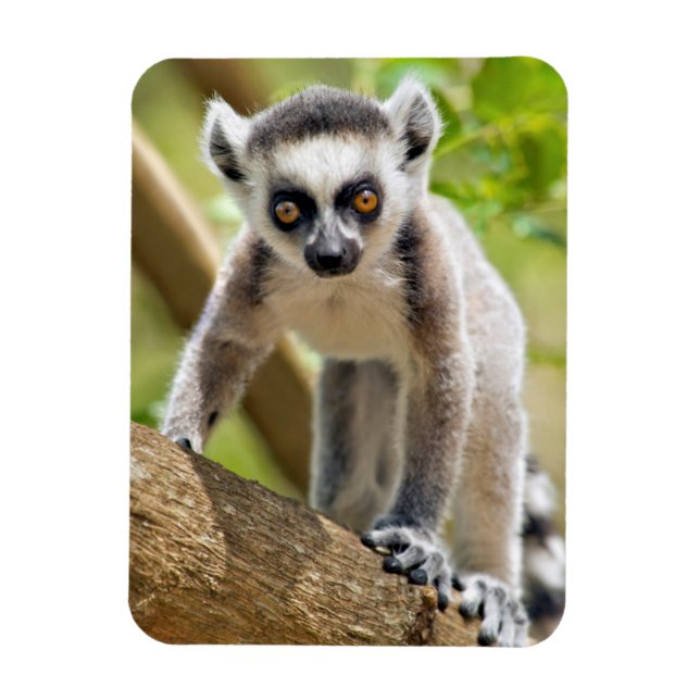 Baby ring-tailed lemur magnet (Vertical)