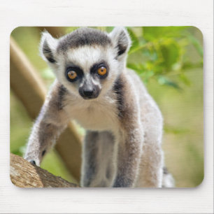 Baby ring-tailed lemur mouse pad