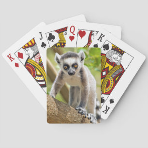 Baby ring-tailed lemur playing cards