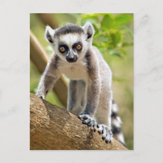 Baby ring-tailed lemur postcard (Front)