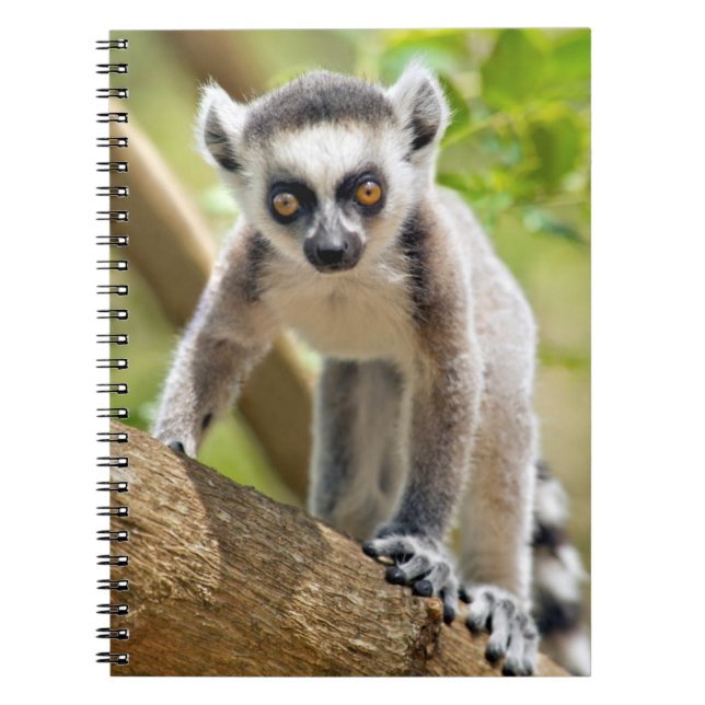 Baby ring-tailed lemur spiral notebook (Front)