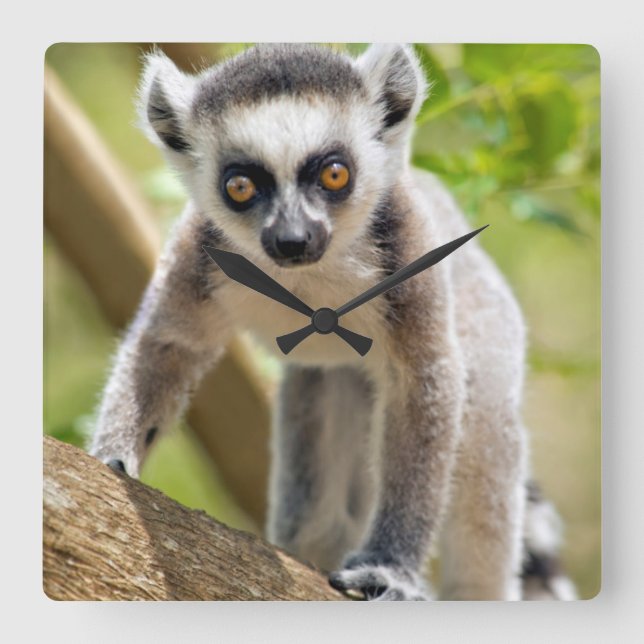 Baby ring-tailed lemur square wall clock (Front)