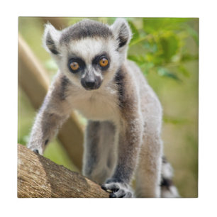 Baby ring-tailed lemur tile
