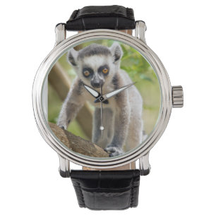 Baby ring-tailed lemur watch