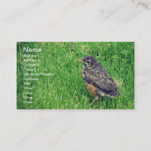 Baby Robin Business Card