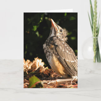 Baby Robin Card