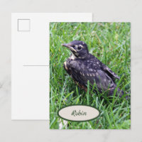 Baby Robin Just Out of Nest Bird Photography