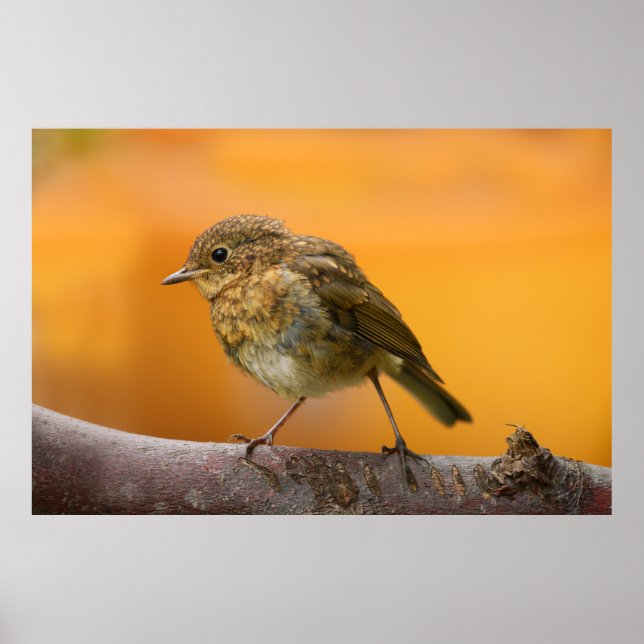 Baby Robin On A Tree Branch Poster (Front)