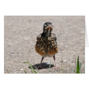 Baby Robin Takes a Stand