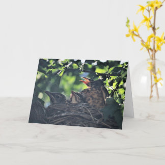 Baby Robins Birds in Nest Newborn Wildlife Animals Card