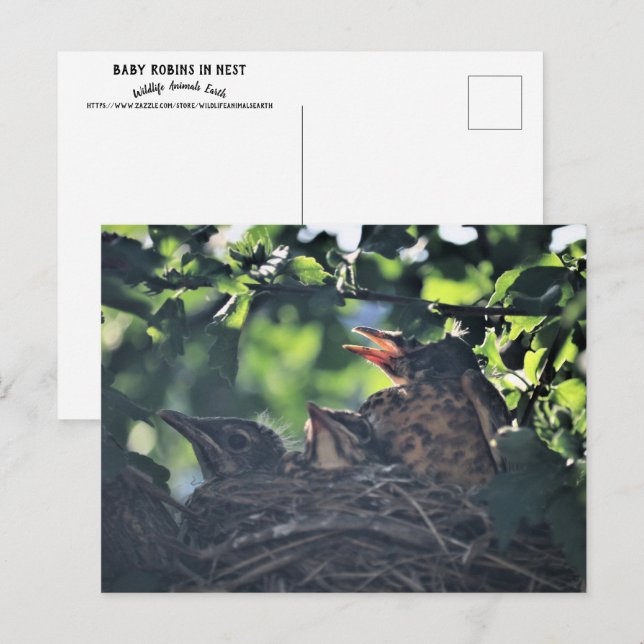 Baby Robins in Nest Nature Wildlife Animals Photo Postcard (Front/Back)