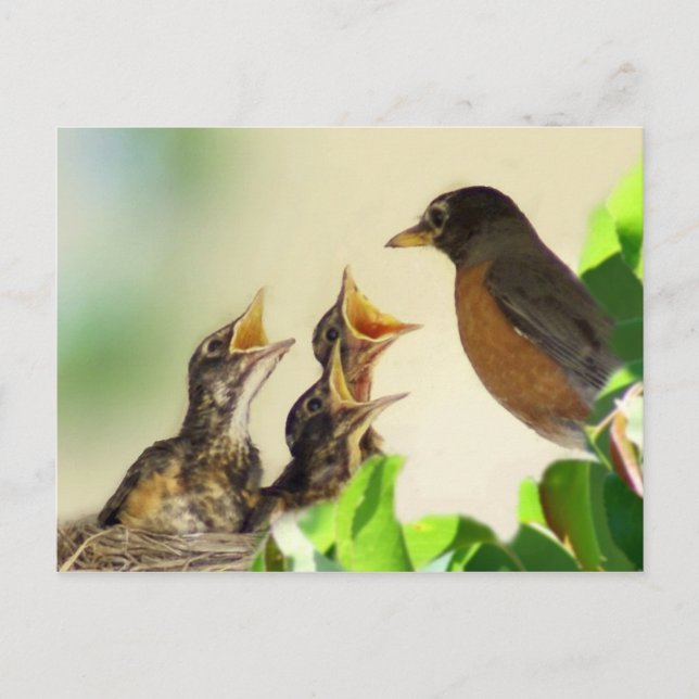 Baby Robins Postcard (Front)