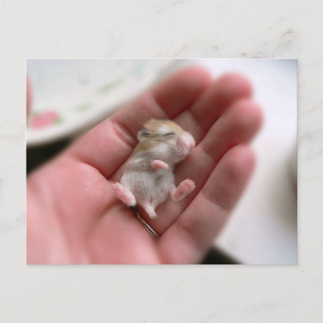 Baby Roborovski Hamster Postcard (Front)
