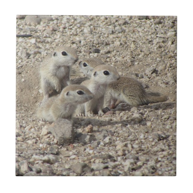 Baby Round-tailed Ground Squirrel Family Tile (Front)
