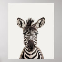 Baby Safari African Jungle Animals  Zebra 