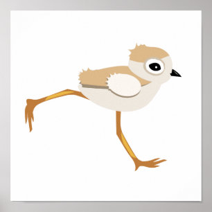 Baby Sandpiper or Piping Plover Chick Poster
