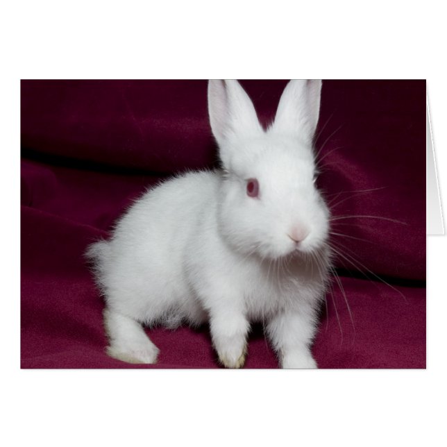 Baby Scarlett (Front Horizontal)