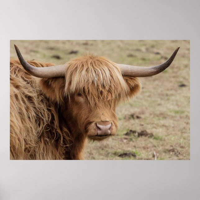 Baby Scottish Highland cow Poster (Front)