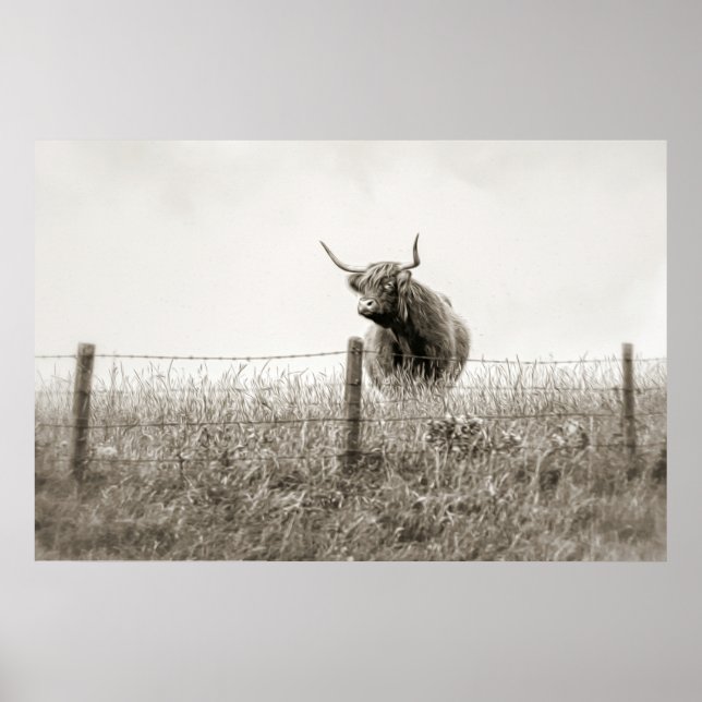 Baby Scottish Highland cow Poster (Front)