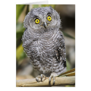 Baby Screetch-Owl