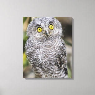 Baby Screetch-Owl Canvas Print