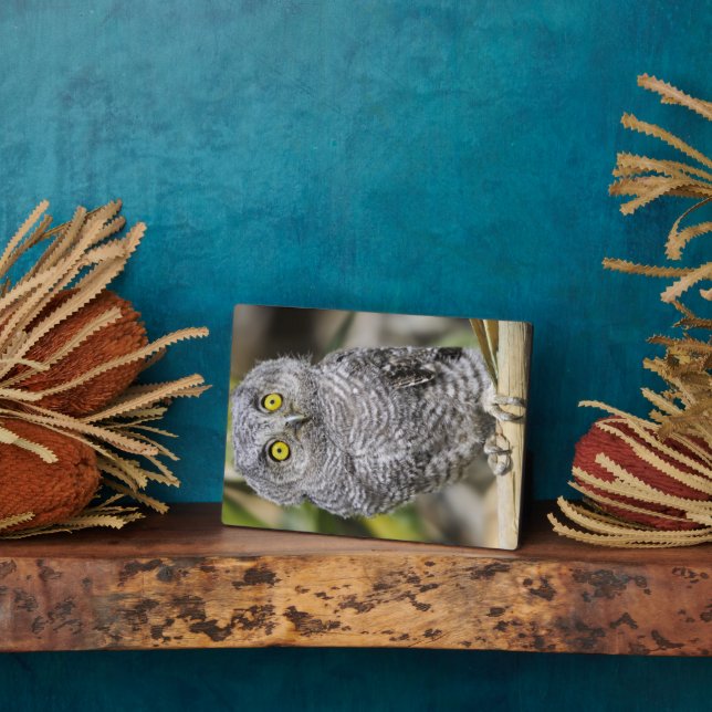 Baby Screetch-Owl Plaque (Side)