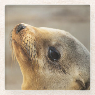 Baby Sea Lion Face Glass Coaster