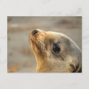 Baby Sea Lion Face Postcard