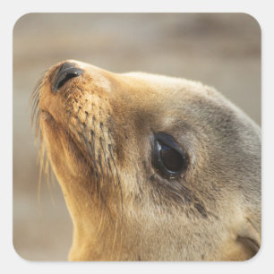 Baby Sea Lion Face Square Sticker