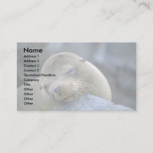 Baby sea lion, Galapagos Islands Business Card