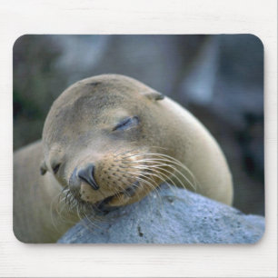 Baby sea lion, Galapagos Islands Mouse Pad