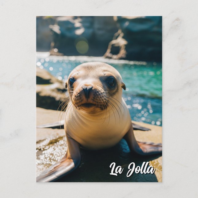 Baby Sea Lion La Jolla California Postcard (Front)