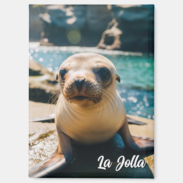 Baby Sea Lion La Jolla California Postcard Magnet (Front)