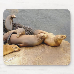 Baby Sea Lions Mouse Pad