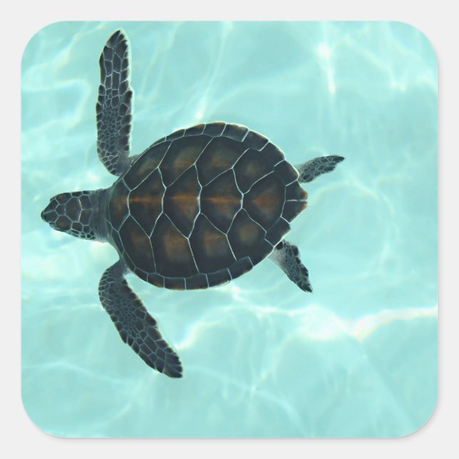 Baby Sea Turtle Sticker (Front)