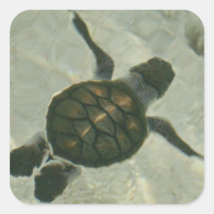 Baby Sea Turtle Swimming Out To Sea Square Sticker