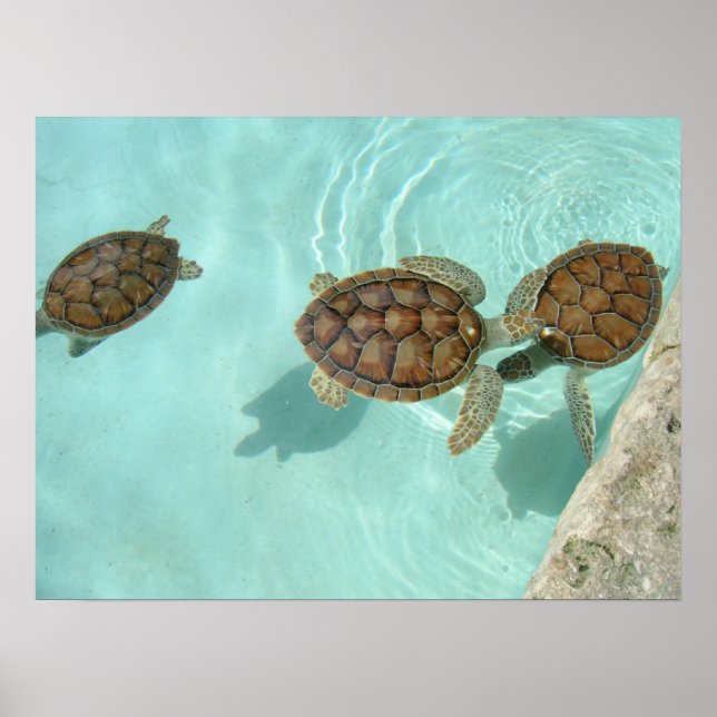 Baby sea turtles poster (Front)
