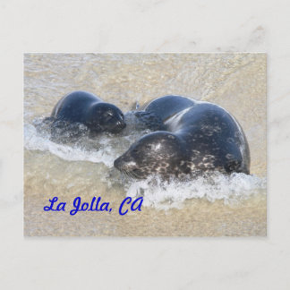 Baby seals in La Jolla Postcard