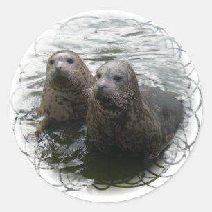 Baby Seals Sticker