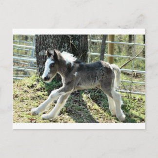 Baby Shaolin 2 Postcard