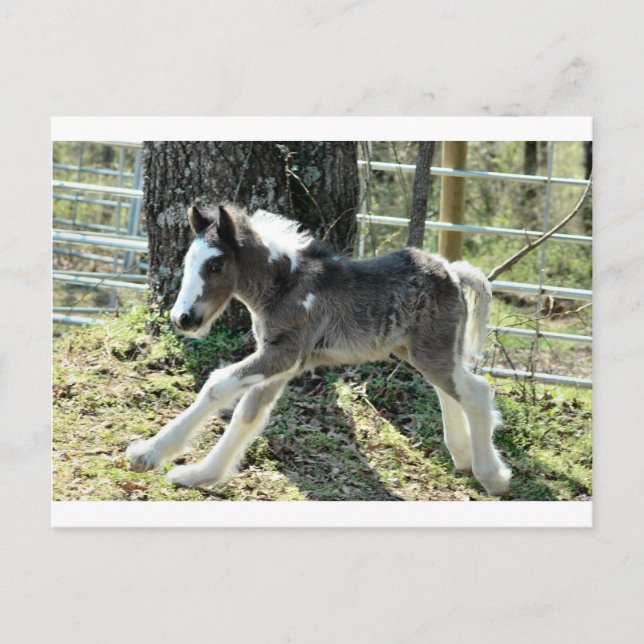 Baby Shaolin 2 Postcard (Front)