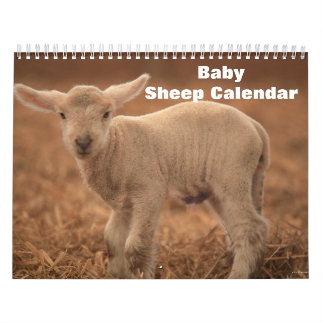 Baby Sheep Lamb 2026 Calendar (Cover)