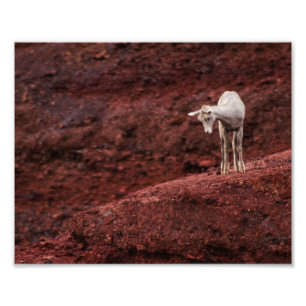 Baby Sheep on red rocks Photo Print