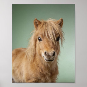 Baby Shetland Pony Portrait – Cute Nursery Animal Poster