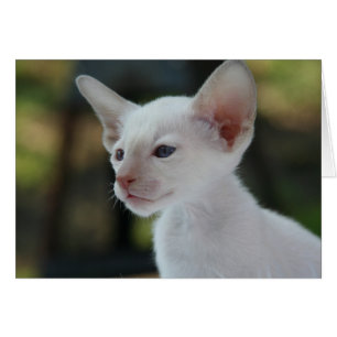 Baby Siamese Kitty