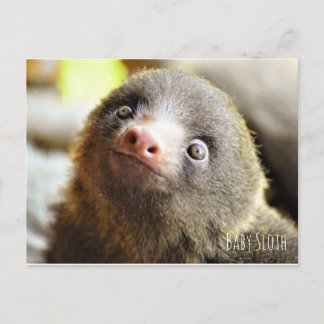 Baby Sloth postcard