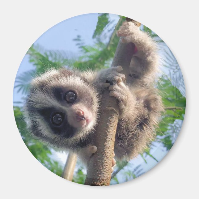 Baby Slow Loris Magnet (Front)