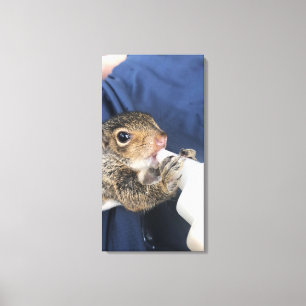 Baby Squirrel Canvas Print