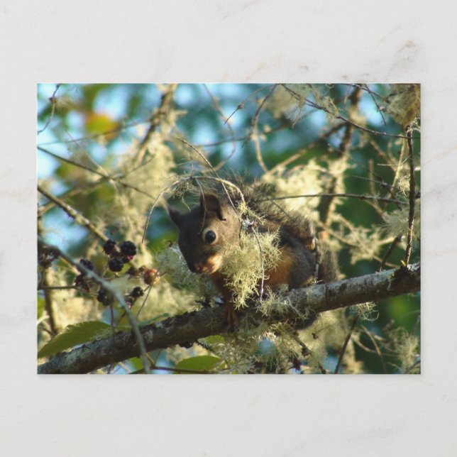 Baby Squirrel in Blackberries Postcard (Front)