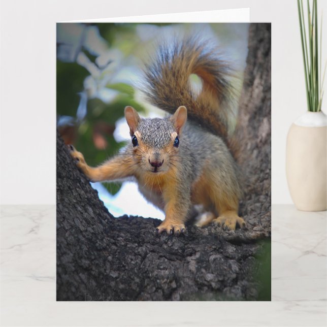 Baby Squirrel in Tree Card (Front)
